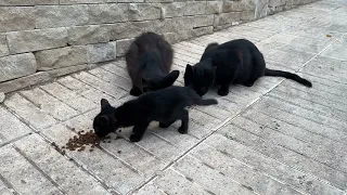 Scared cats who want to eat with their kittens