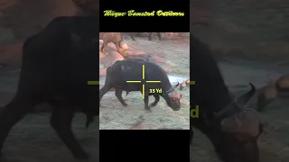 A Dangerous Cape Buffalo with Bow and Arrow #shorts