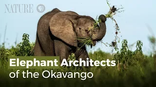 Elephant Architects of the Okavango