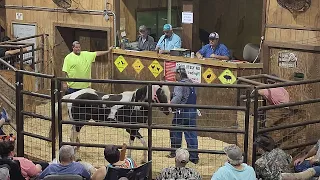 Equine Auction at Double A, We bought a Belgian Draft Horse!!