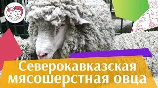 Северокавказская мясошерстная овца на ilikepet