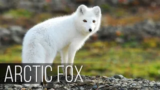 ARCTIC FOX is the most agile hunter in the harsh polar climate