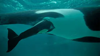 How a Big Whale giving birth?