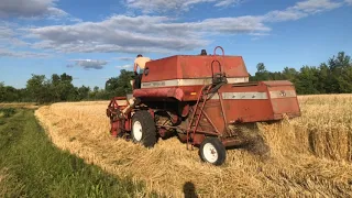 Massey Ferguson 186. УБОРКА ПШЕНЦЫ.