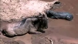 Lora Cains Baby Hippo and Wildebeest interview on Nat Geo Wilds Caught in the Act   YouTubeibadah