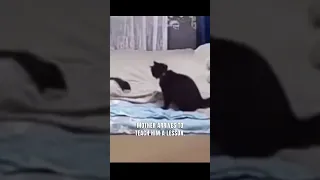 Mother Cat scolds kitten for messing up the bed and then this happens  #funny #wholesome #cat