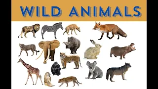 Wild animals #wildlife#wildanimals