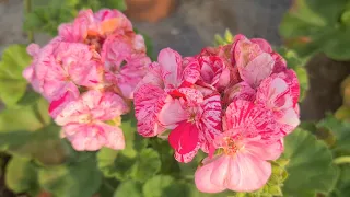 Özel Tür Sardunyalarla Bayındırlı Yağmur Çiçekçilik