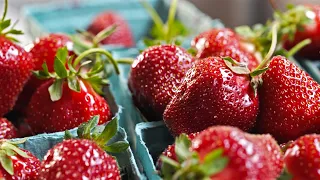 STRAWBERRY | How Does it Grow?