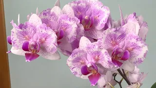 корни орхидей с КУЛАК  / полив орхидей и обзор цветение Роттердам бабочки