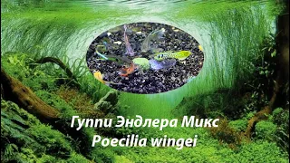 Гуппи Эндлера Микс / Poecilia wingei