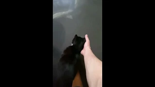 Дима Билан: К нему пришла милая кошка! 🐈