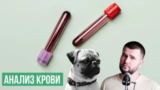 Плохой анализ крови у собаки или кота? Не спеши расстраиваться!