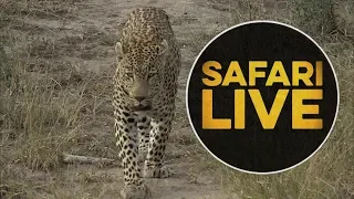 safariLIVE - Sunrise Safari - May 13, 2018