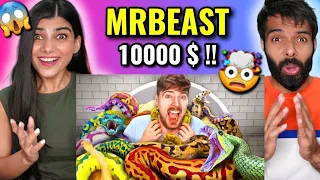 MRBEAST - क्या आप Snakes के बीच बैठेंगे $10,000 के लिए? MRBEAST REACTION
