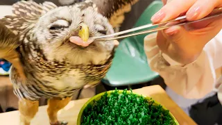Visiting Japan's Owl Cafe/Bird Cafe🦉 | TORINOIRU CAFE YANAKA