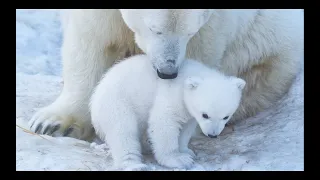 Polar Bear - Cubs to Adults #PolarBearCubs #BabyPolarBears   #ArcticAdventures #PolarBearBabies