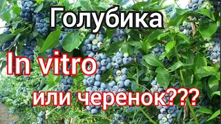 голубика in vitro или черенок