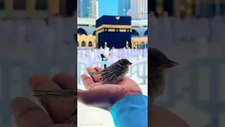 Khana Kaba Me چڑیا #kaaba #makkah #islamicvideo #islam #ytshorts #allah #shorts #masjidalharam