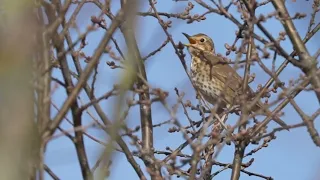 Śpiew śpiewaka (Turdus philomelos)