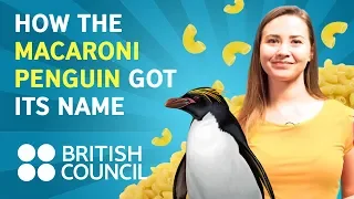 How the Macaroni penguin got its name | FameLab