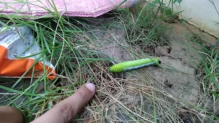 A big oleander hawk moth caterpillar(daphnis nerii)