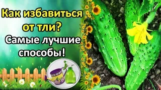 ТЛЯ НА ОГУРЦАХ НЕ ПРИГОВОР! ЛУЧШИЕ СРЕДСТВА И СПОСОБЫ БОРЬБЫ!