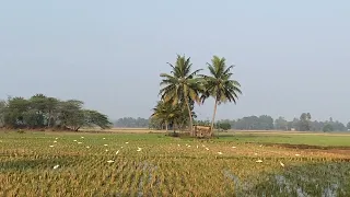 Birds on paddy field before sowing the paddy seeds