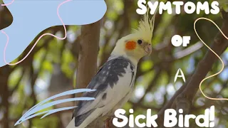 Symptoms of a sick bird | How to know if my bird is sick? | Sick bird| Signs of a sick bird |