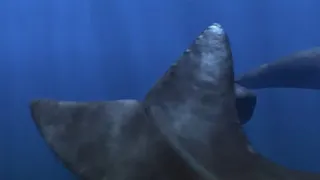 Swim with sperm whales in 360°