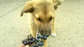 Собаки Едят Виноград