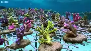 Coral Gardening | South Pacific | BBC Earth