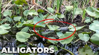Florida Everglades Air Boat Ride (with Alligator Sightings!)