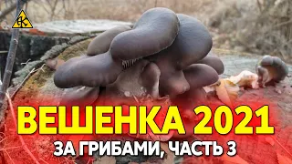 Сбор грибов вешенки 2021, срезал 6,8 кг  Часть 3