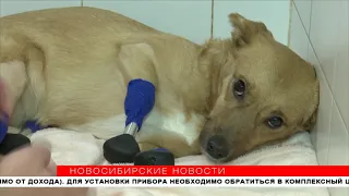 Собака Моника, которой новосибирские ветеринары установили четыре протеза, поедет жить в Лондон