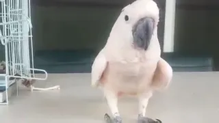 Cockatoo farts then runs away 😂