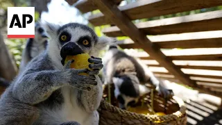 Con paletas heladas refrescan a los residentes de zoo de Santiago durante ola de calor