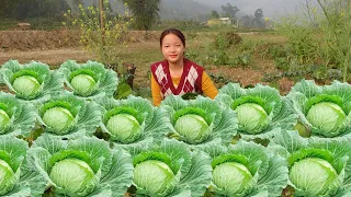 Harvest cabbage | How to Make Sour Cabbage delicious crispy. My Daily Life Ep. 156