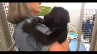 Baby Gorilla Blog #8