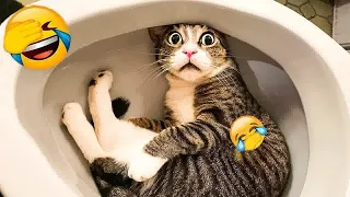 🤣😆 Funniest Cats and Dogs Videos 🐶🐕 Best Funny Animals 2024 #16