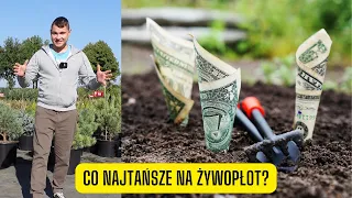 Która roślina jest najtańsza na żywopłot? Zestawienie 11 roślin pod względem ceny (Wady i Zalety)