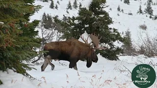 Huge Alaska Bull Moose Exhausted (Grumpy) | MooseMan Video Photography Calendar