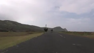 Ostrich Chasing Cyclists