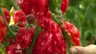 Najljuće paprike na svijetu uzgajaju se u Srbiji