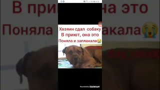 Хозяин сдал собаку в приют . Она это поняла и заплакала