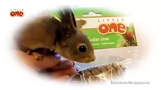 Белкино счастье с доставкой на дом. Happiness of squirrels with home delivery.