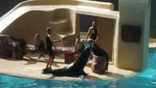 Tenerife Ep 11 Loro Parque Orcas Sealions Dolphins and others