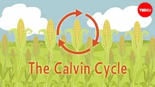 Nature's smallest factory: The Calvin cycle - Cathy Symington