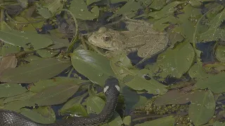 Grass snakes chasing frogs / Caça às  cobras-de-água-de-colar / Ringelnattern bei der Froschjagd