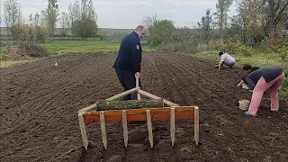 Посадка цибулі та часнику . Львівщина.